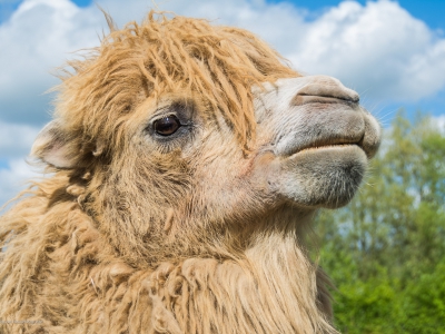 Joep